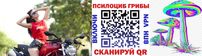 blacksprut ONION  Терек  Галлюциногенные грибы Psilocybine cubensis 